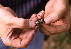 Beerenprobe