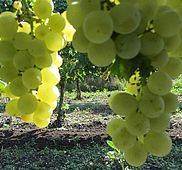 IMG 0349
