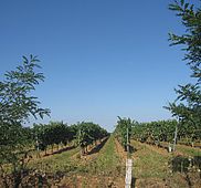 IMG 4829