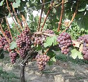IMG 4786