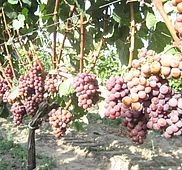 IMG 4787