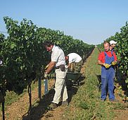 IMG 4817