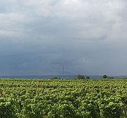 IMG 2984