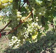 IMG 6766